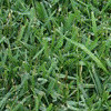 ZOYSIA