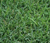 Zoysia